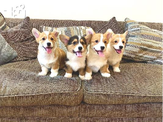 PoulaTo: Κουτάβια Pembroke welsh corgi